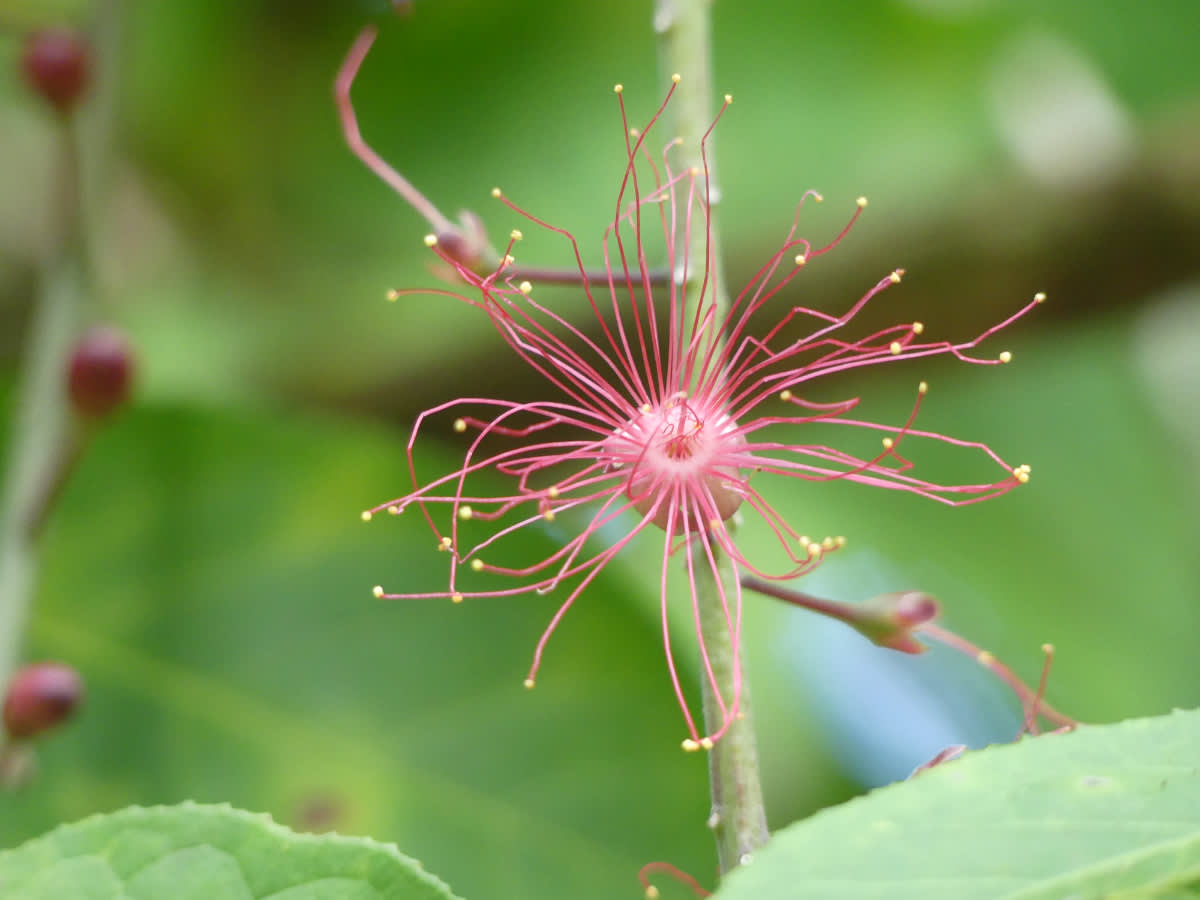 Barringtonia acutangula