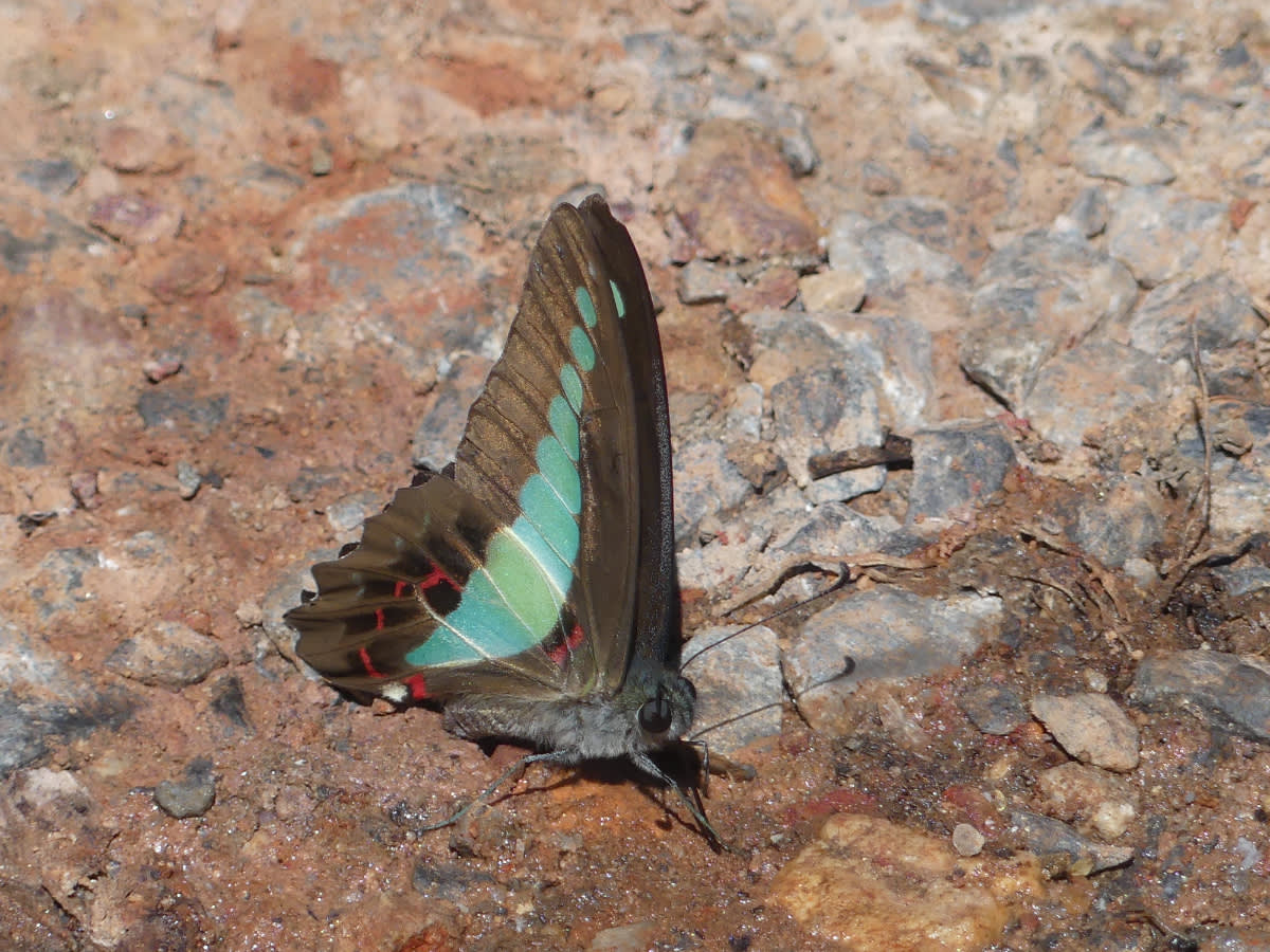 Otakárek Graphium sarpedon