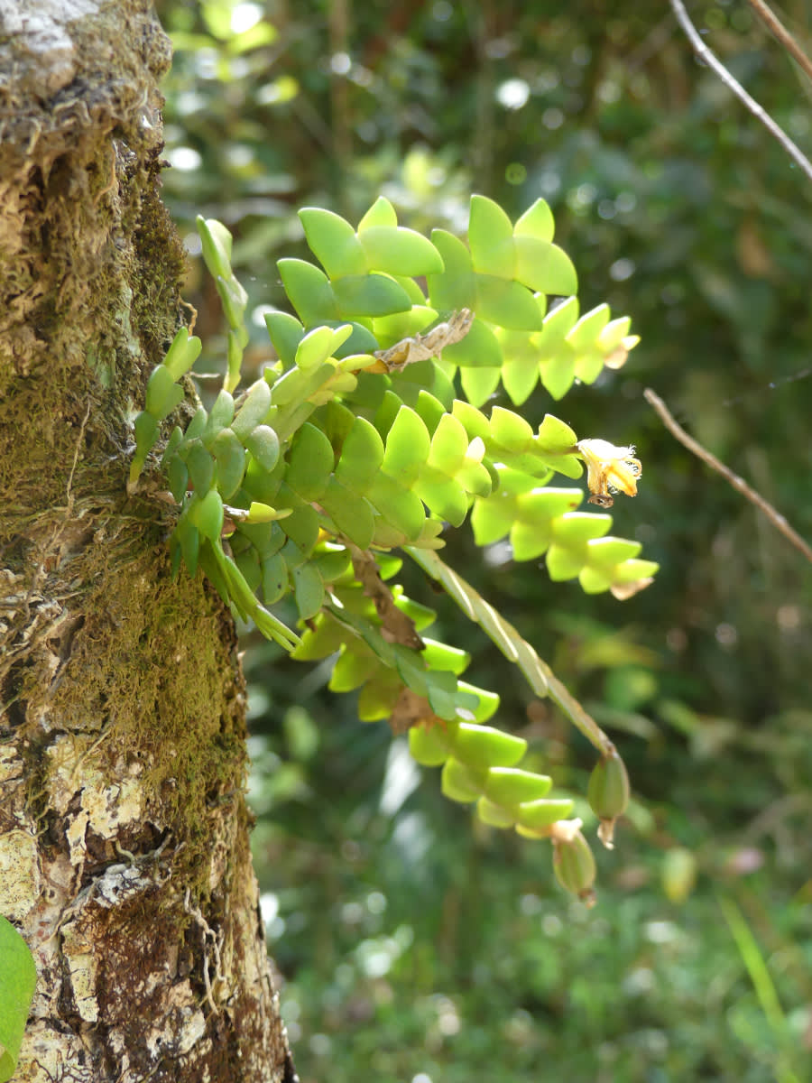 Vstavač Dendrobium leonis