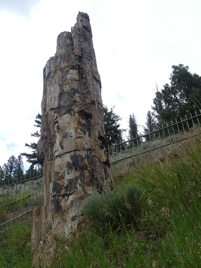 Zkamenělý strom