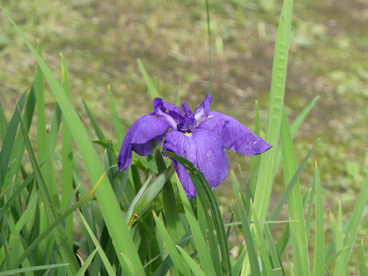 Kosatec Iris ensata