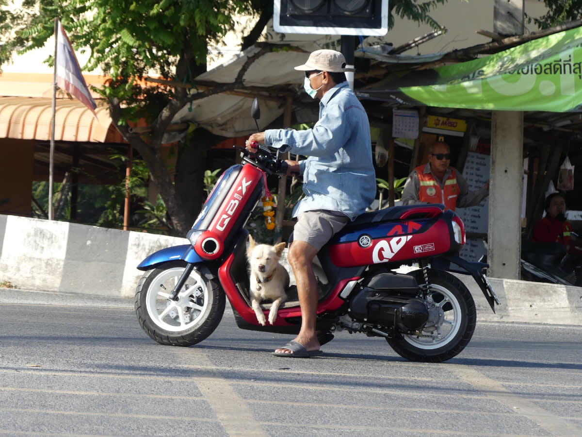 Jak vozit psa na motorce 