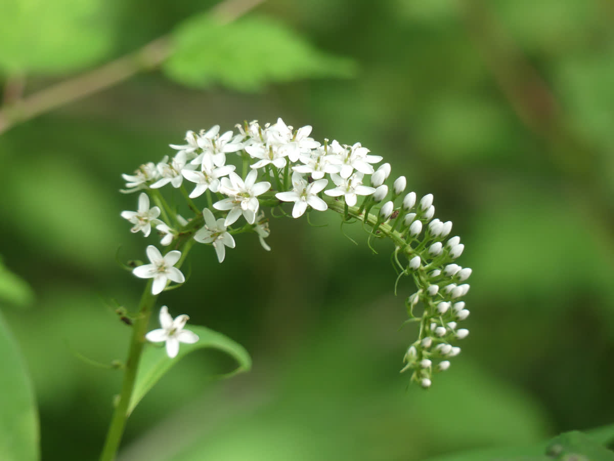 Vrbina jochovcovitá