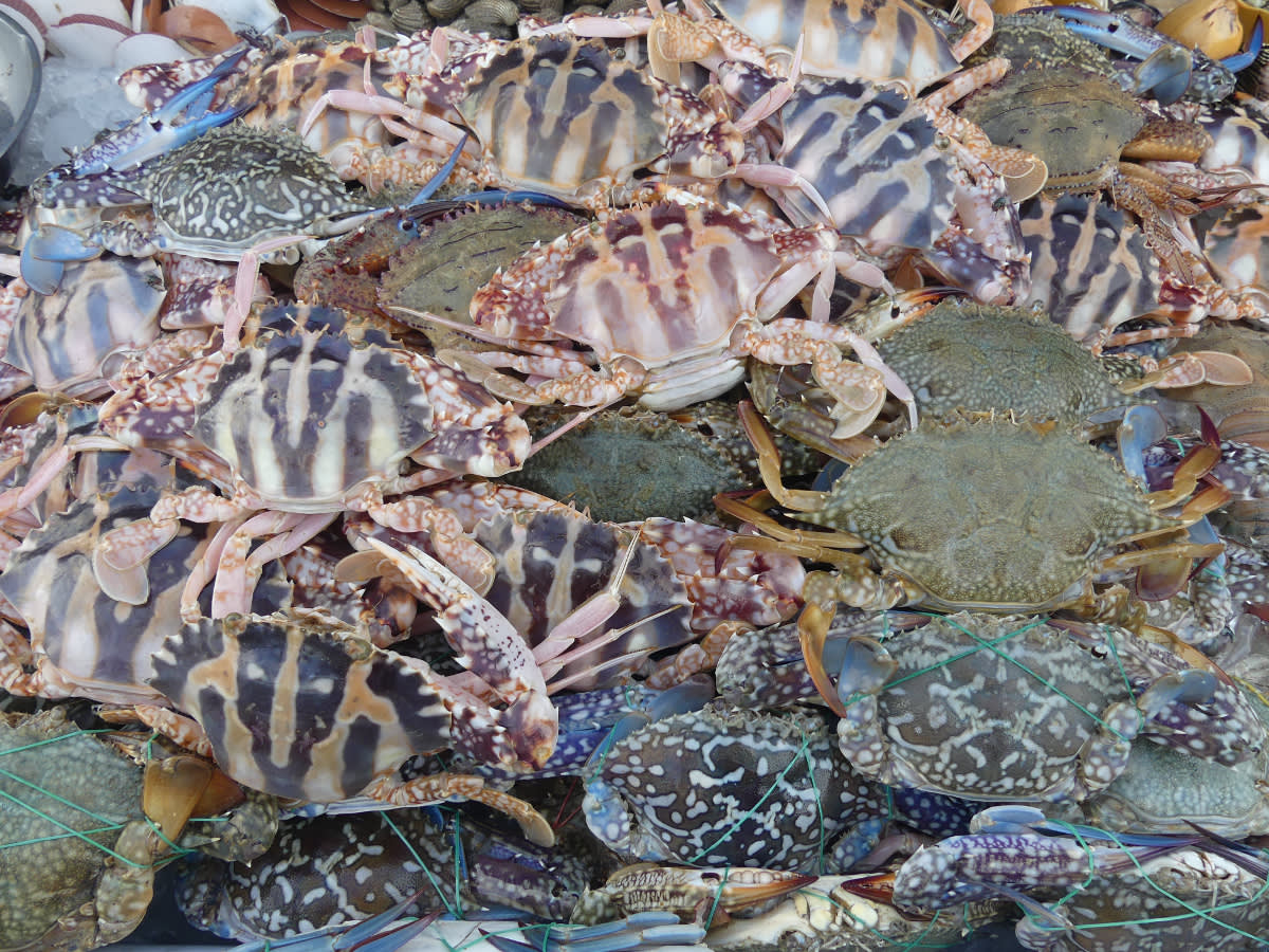 Krab modrý