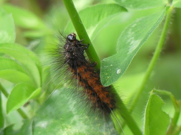 Housenka z rodu Ocnogyna