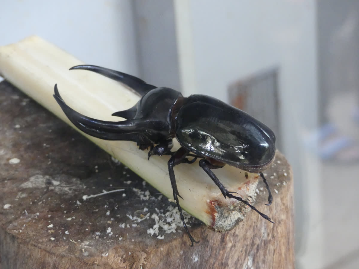 Brouk z rodu Chalcosoma