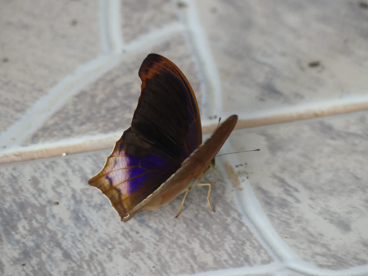 Terinos atlita