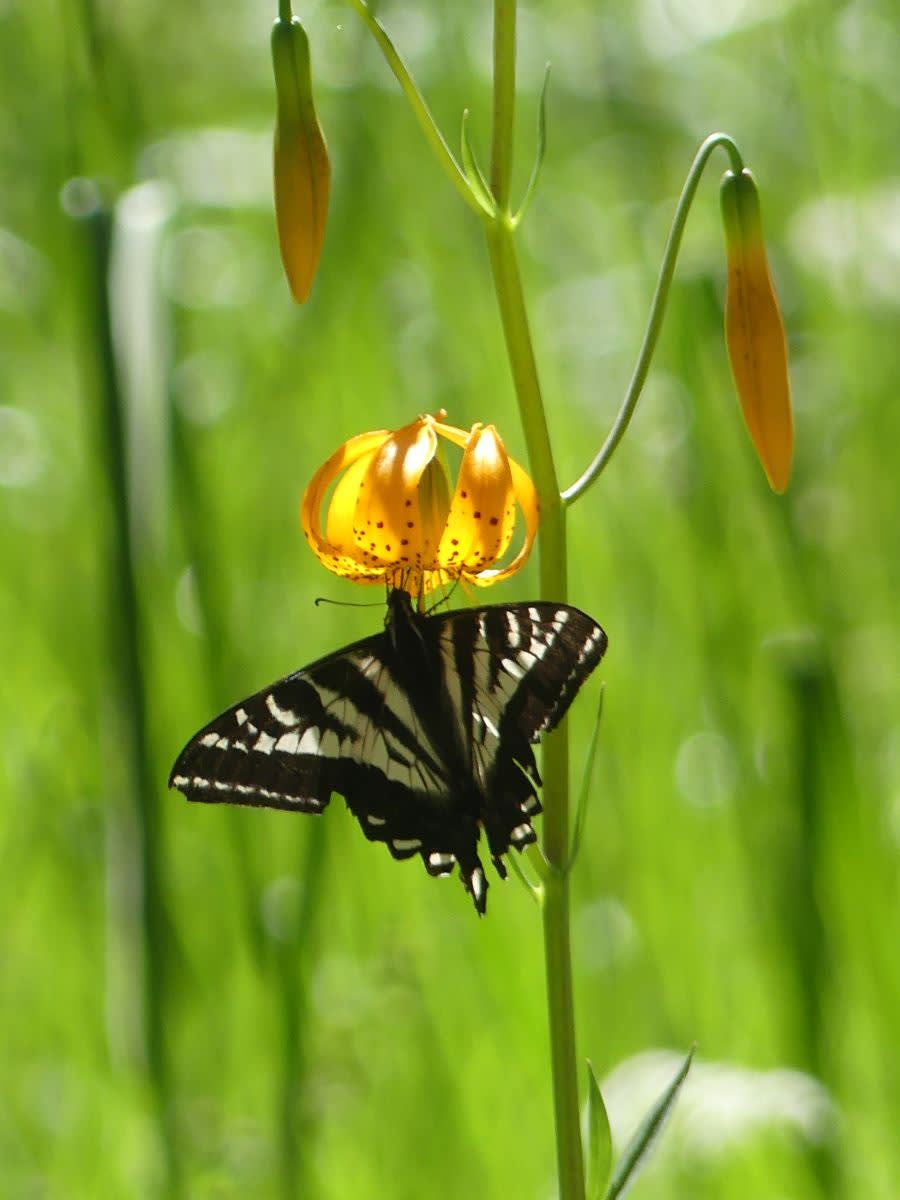Otakárek (Papilio eurymedon)