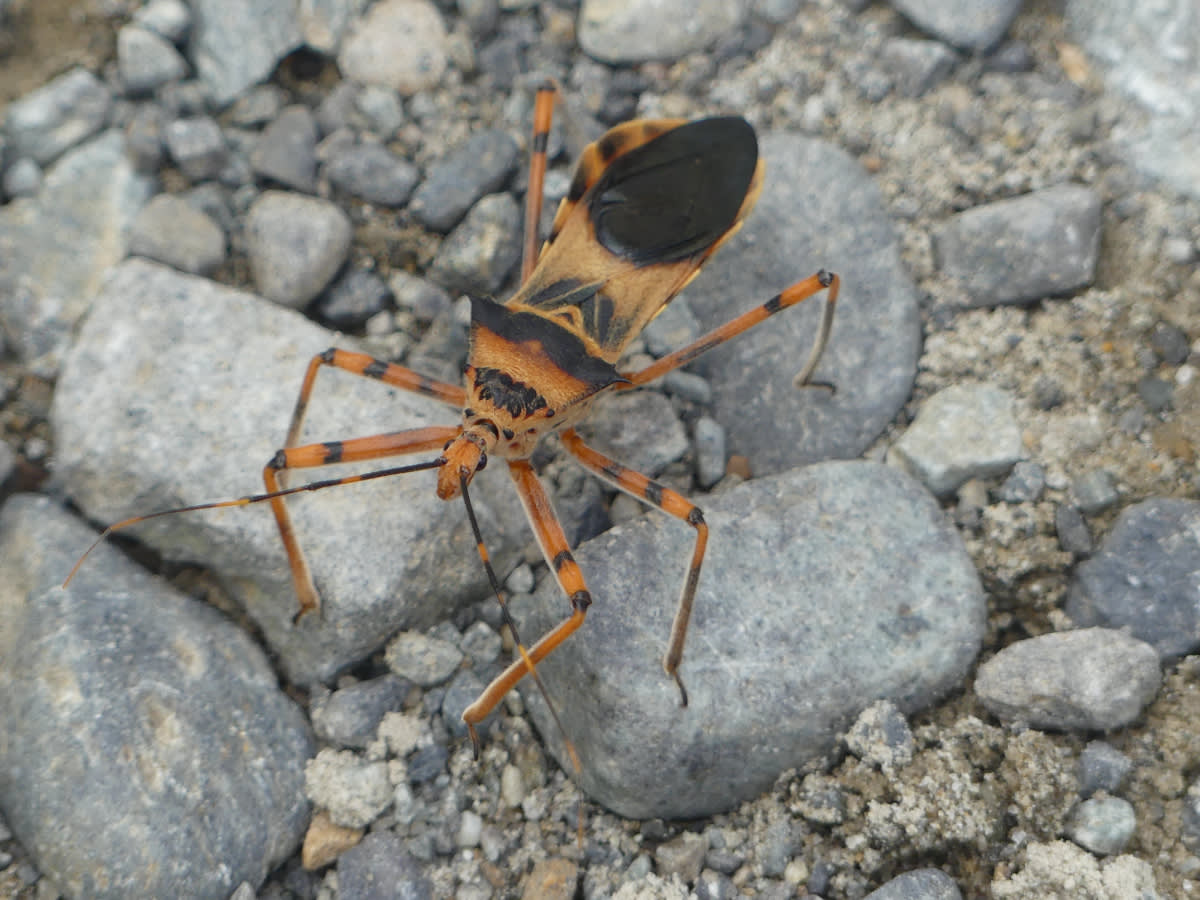 Zákeřnice z rodu Rhynocoris