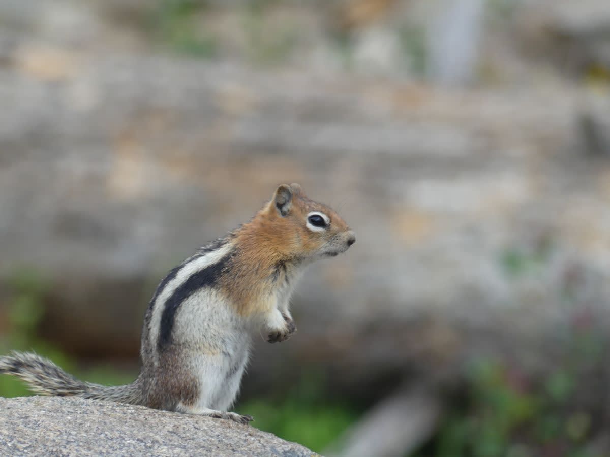 Sysel zlatavý (Golden-mantled Ground Squirrel)