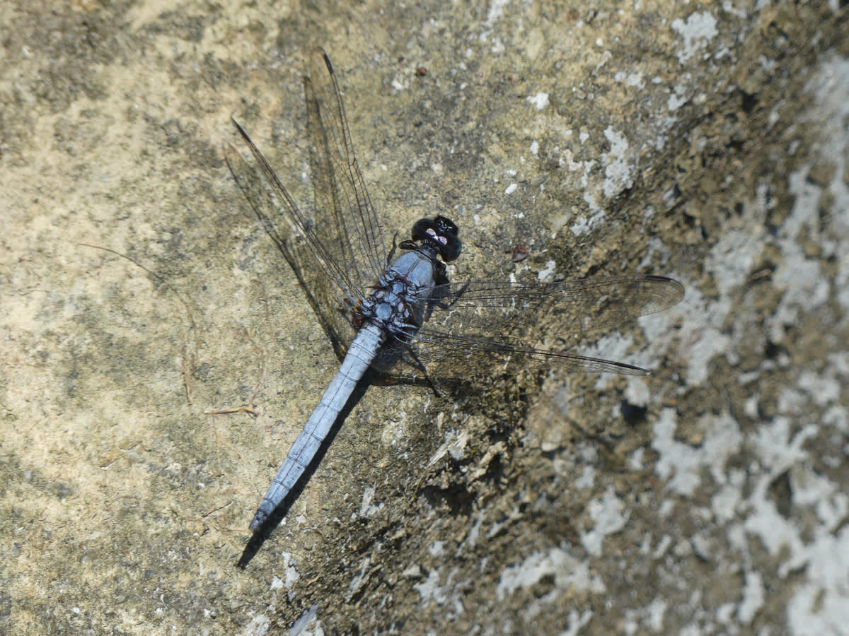 Vážka rodu Orthetrum