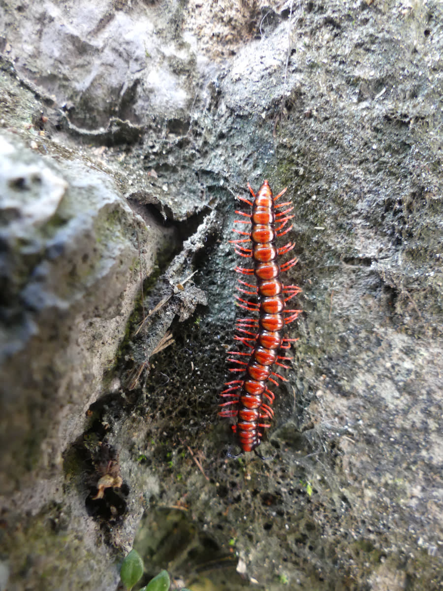 Diplopoda, asi nějaká stonožka (možná polydesma?)