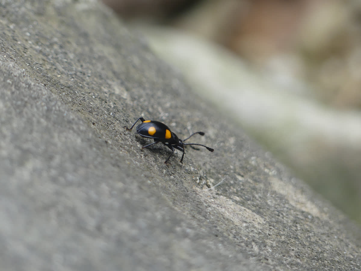 Brouk Eumorphus quadriguttatus