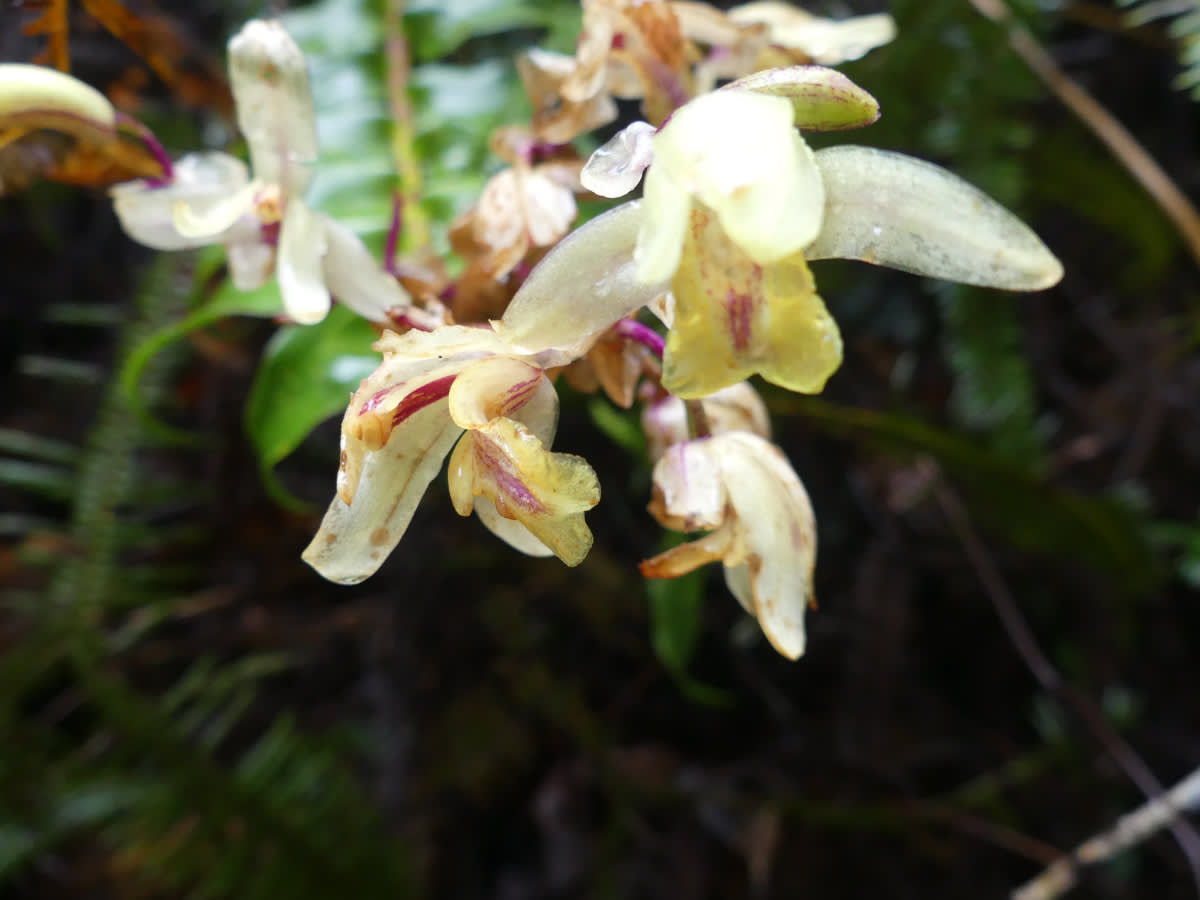 Orchidej asi rodu Xylobium