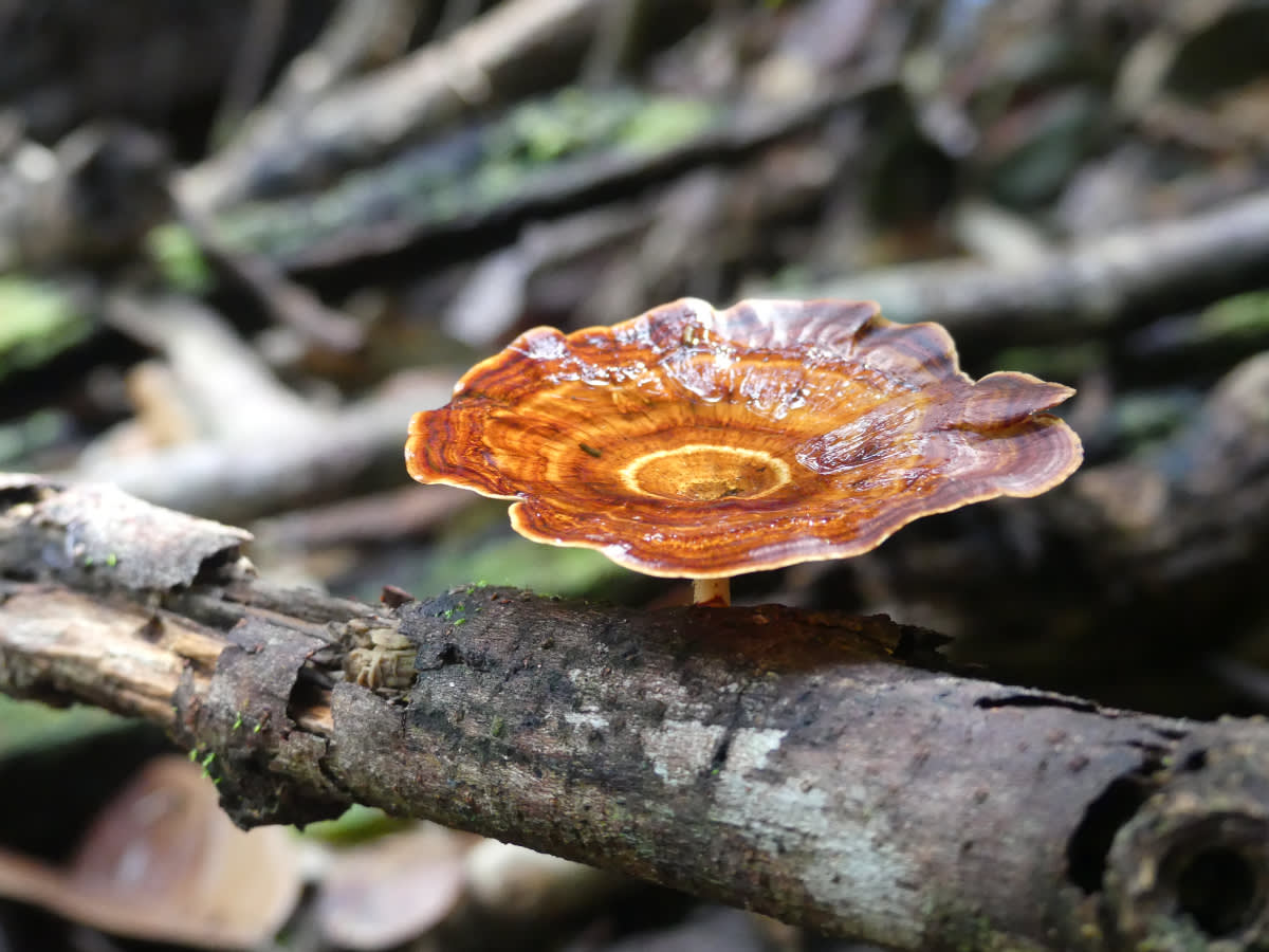Houba microporus