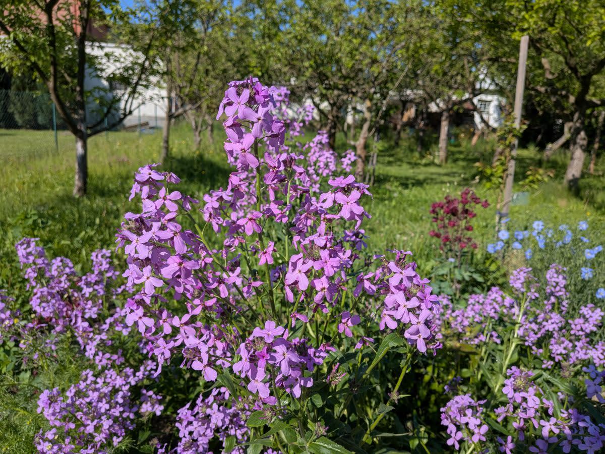 Večernice