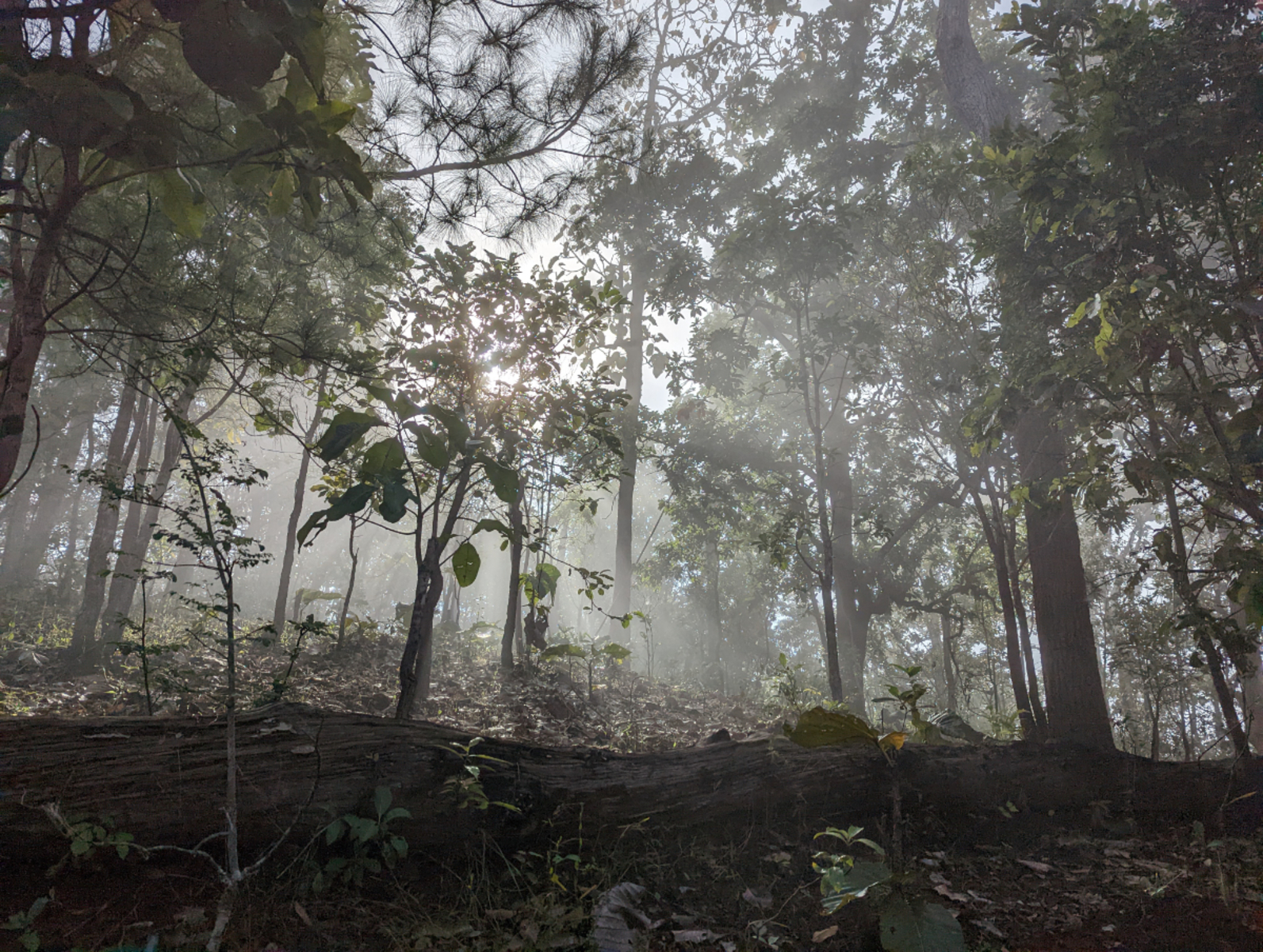 Češi v pralese "expedice Pai" Češi v pralese "expedice Pai"