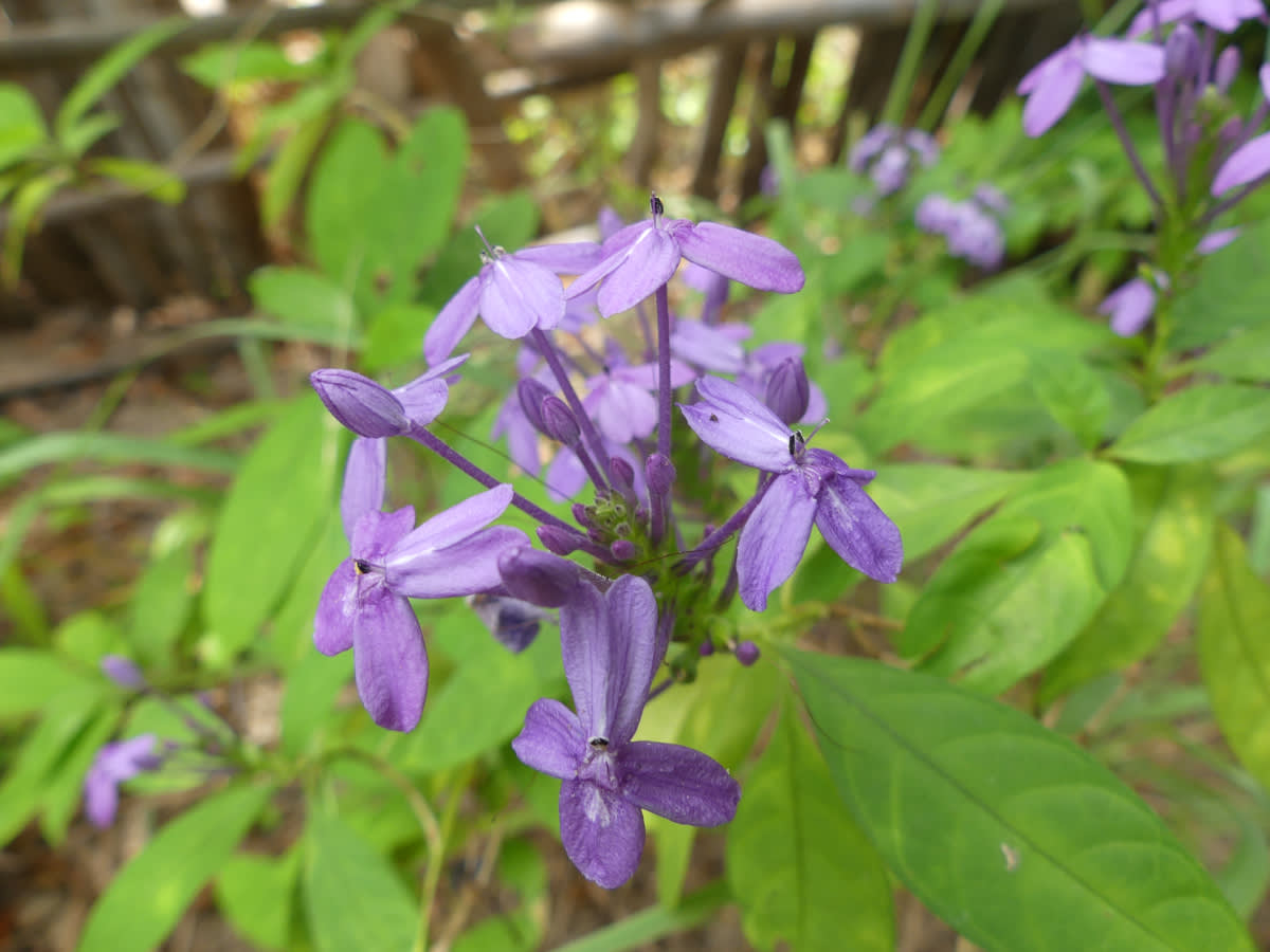 Pseuderanthemum graciflorum
