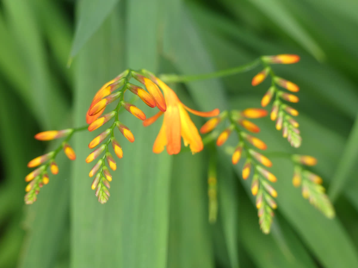 Crocosmia crocosmiiflora
