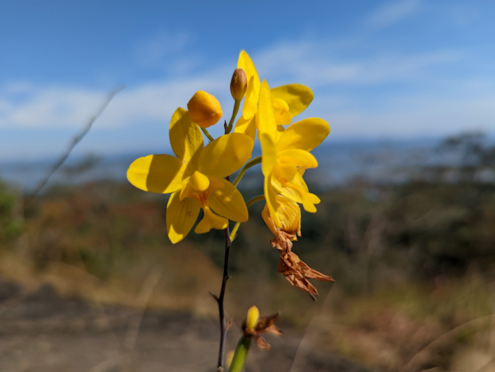 Orchideje Orchideje