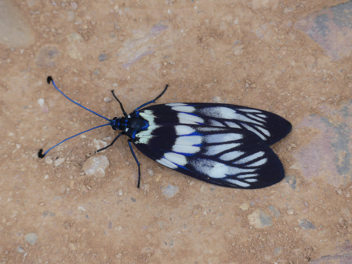 Vřetenuška Eterusia aedea