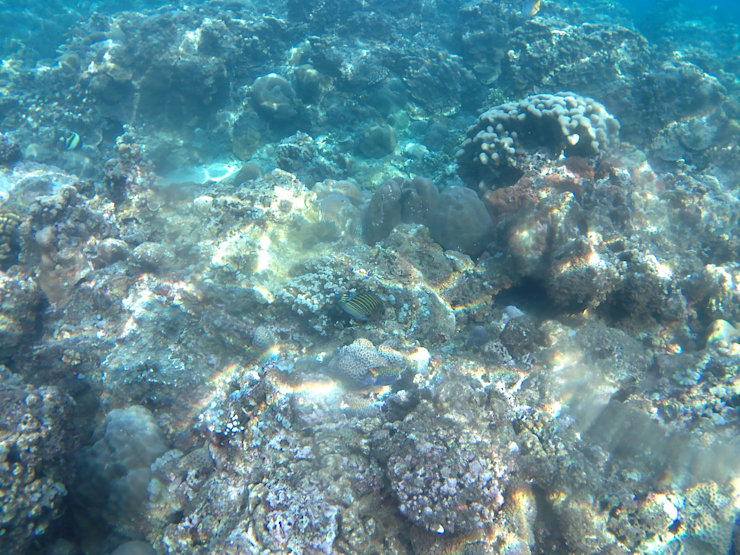 Podmořský svět Podmořský svět