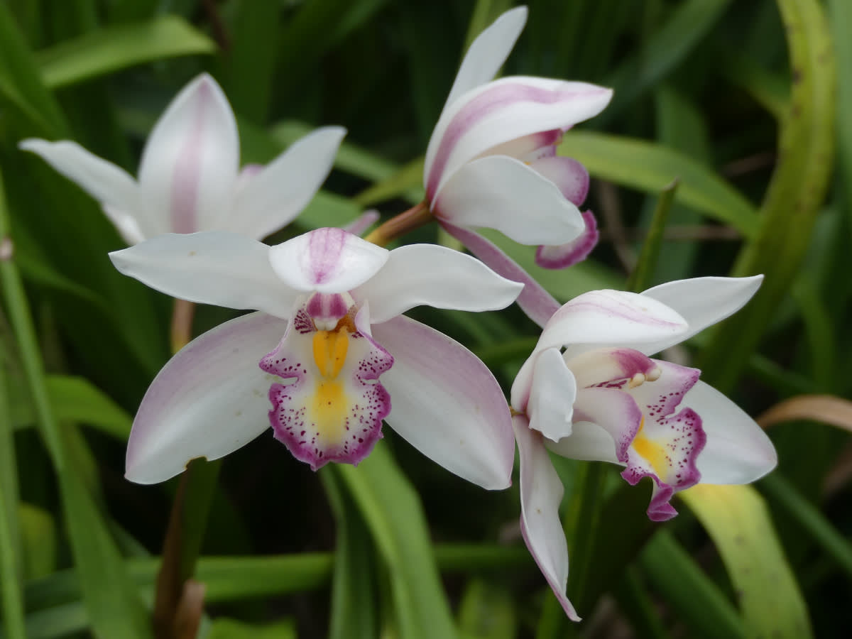 Orchidej rodu Cymbidium