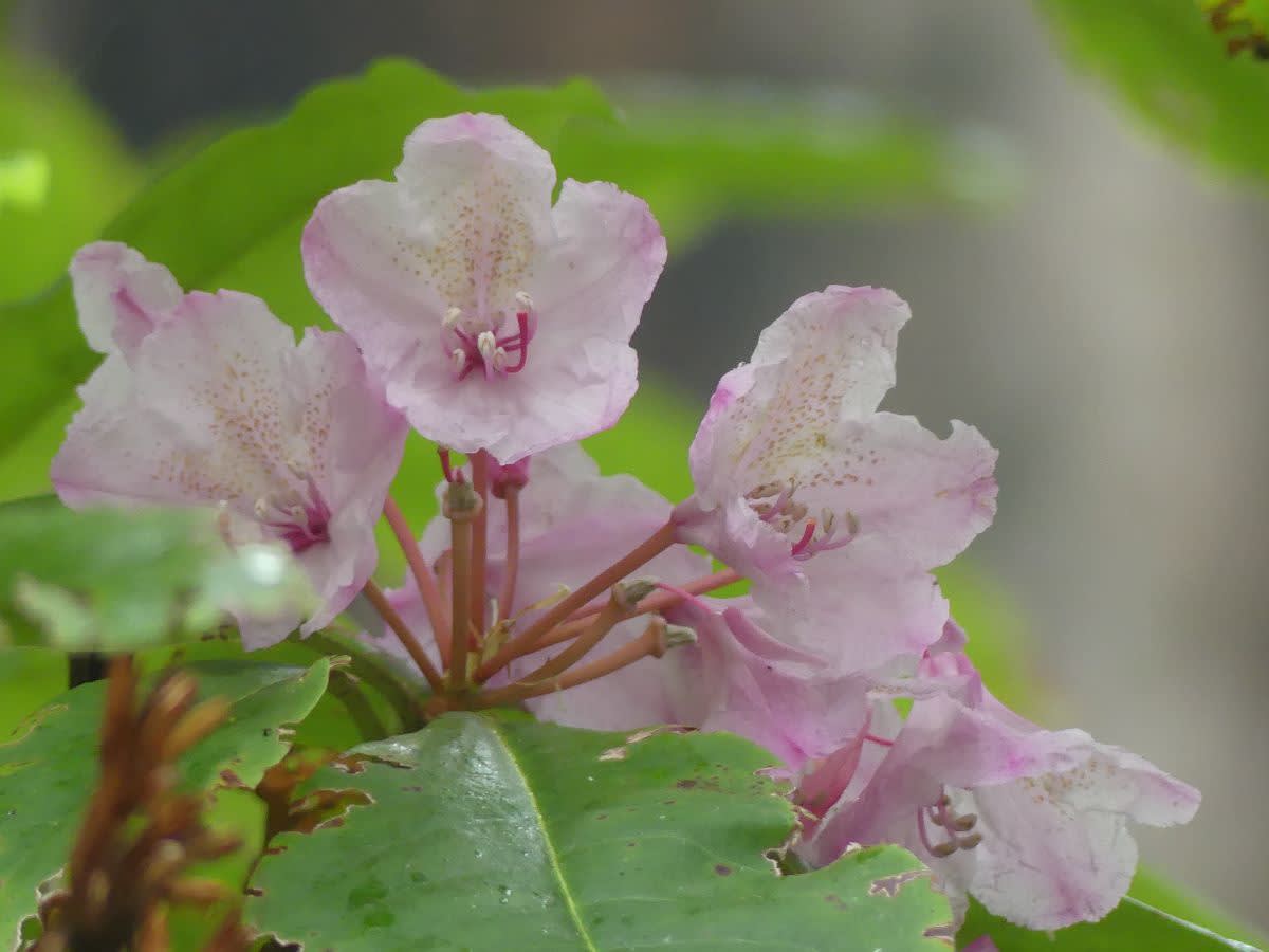 Rhododendron/pěnišník velkolistý