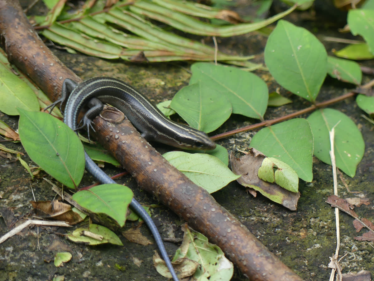 Scink Plestiodon elegans