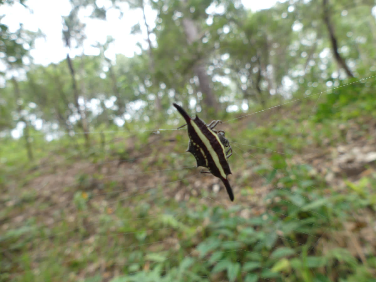 Křižák Gasteracantha fornicata