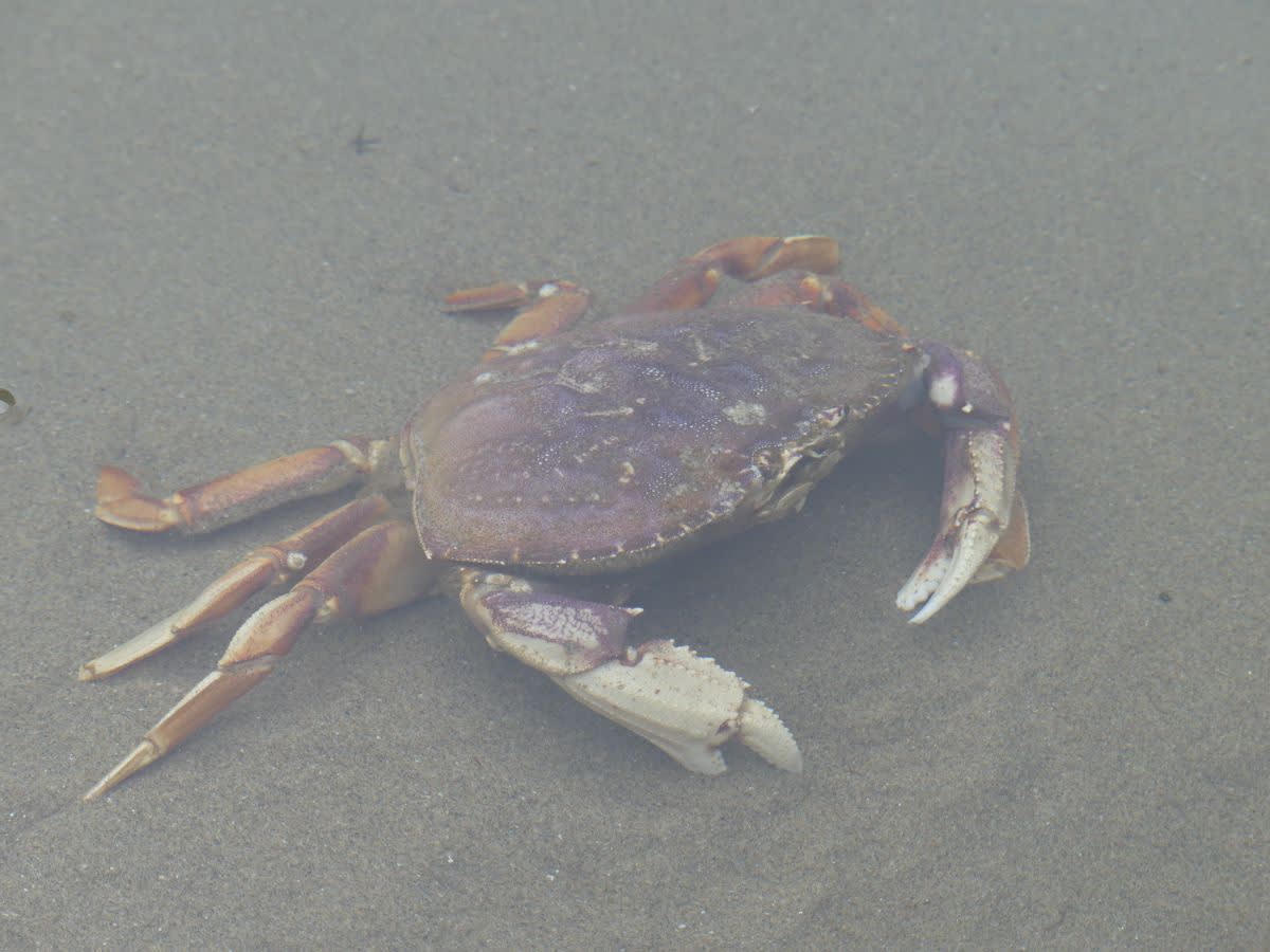 Krab Metacarcinus magister