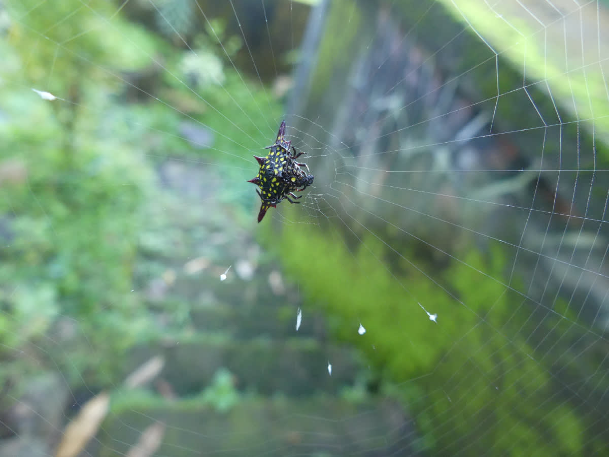 Gasteracantha fornicata