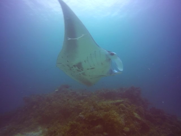 Manta obrovská Manta obrovská