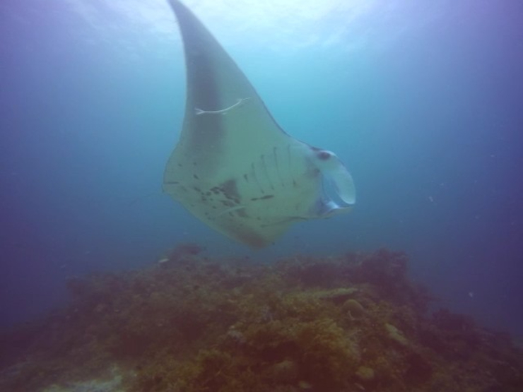 Manta obrovská Manta obrovská