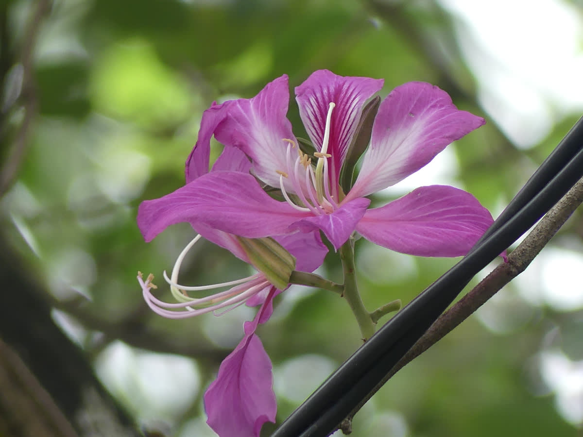 Bauhinia purpurea