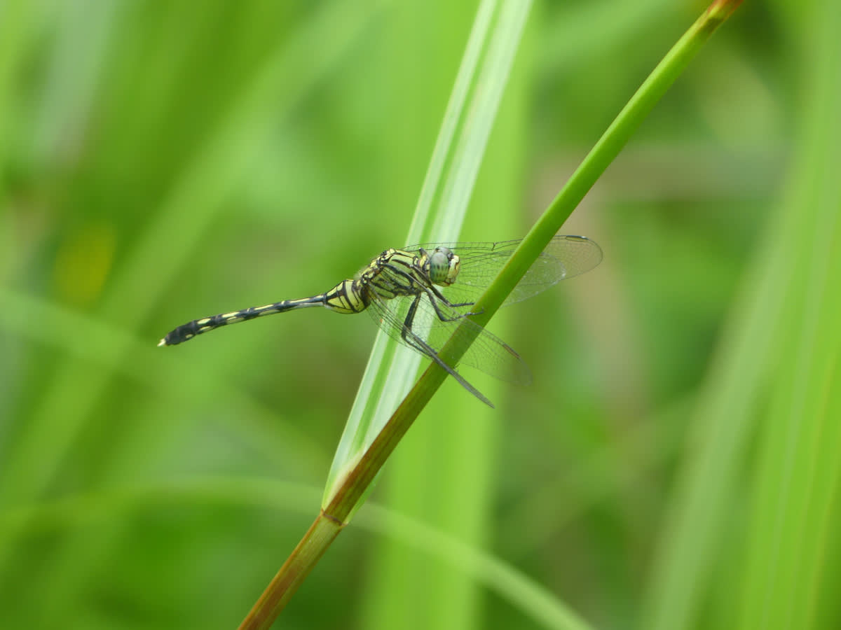 Vážka rodu Orthetrum