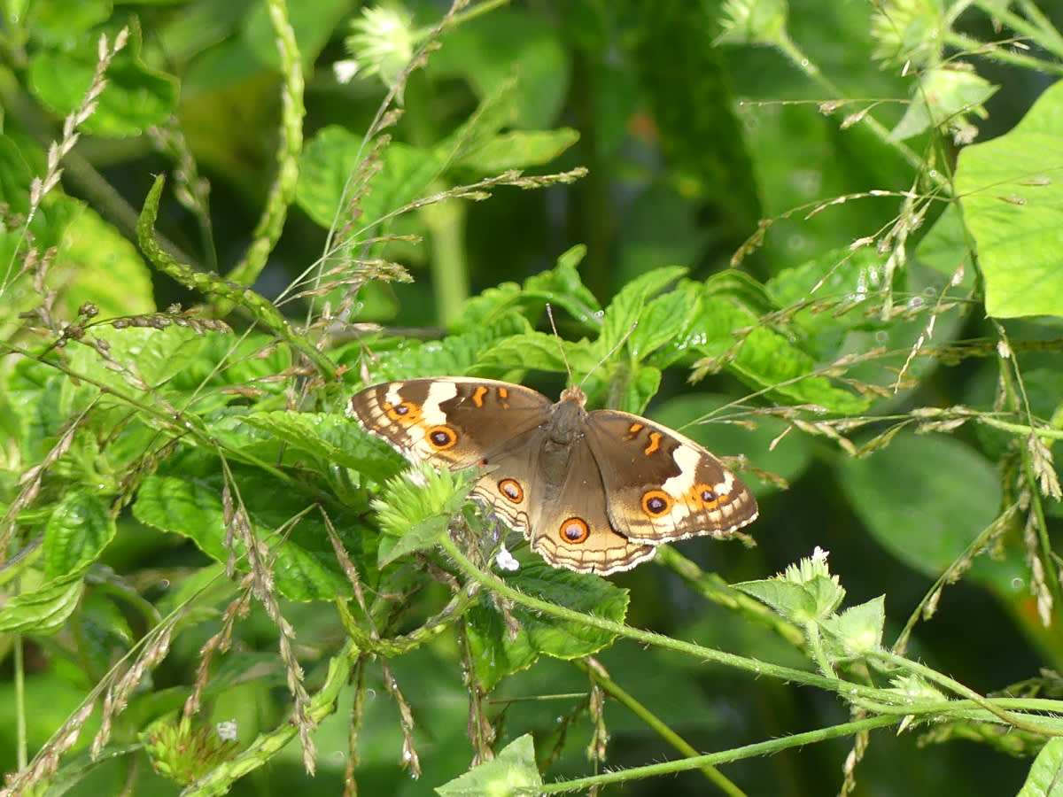 Junonia orithya