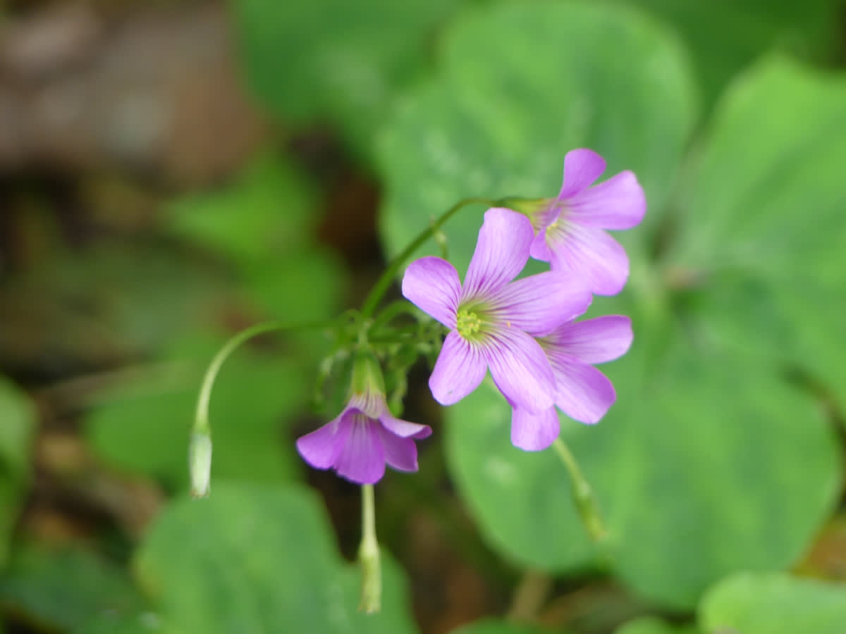 Oxalis