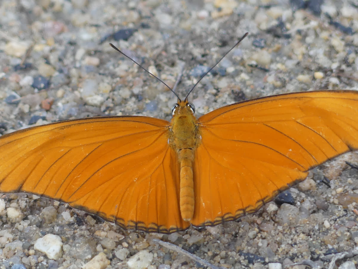 motýl Dryas iulia