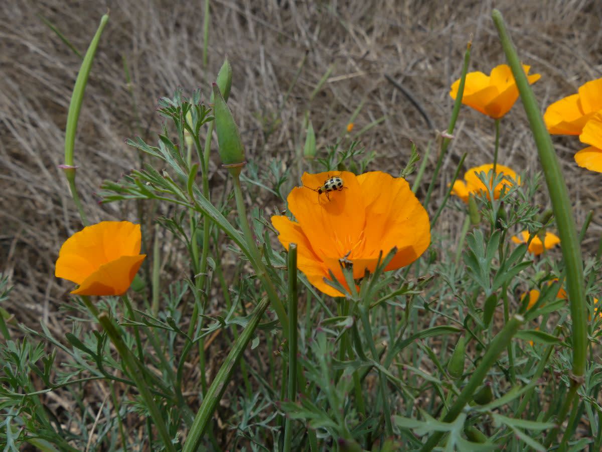 Mák (Eschsckolza california)