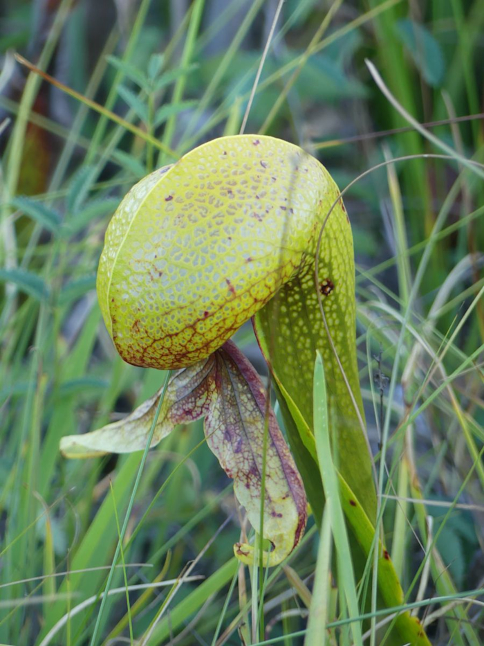 Darlingtonie (Darlingtonia californica)