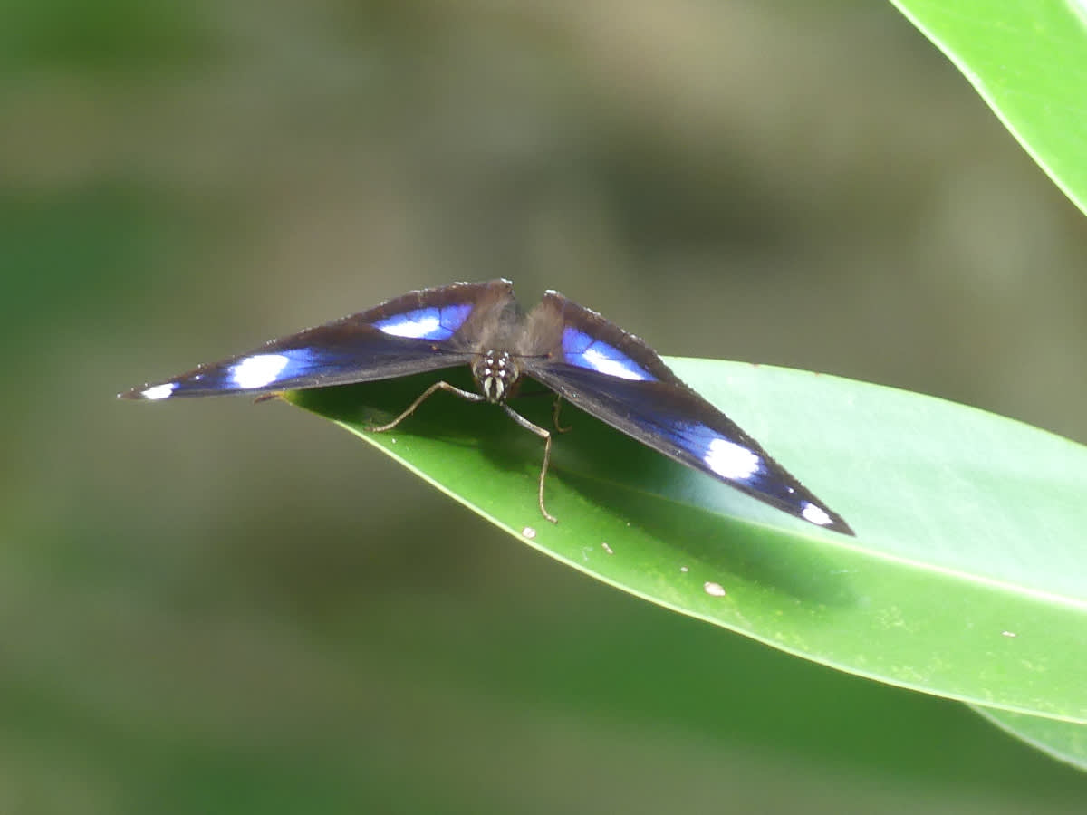 Hypolimnas bolina