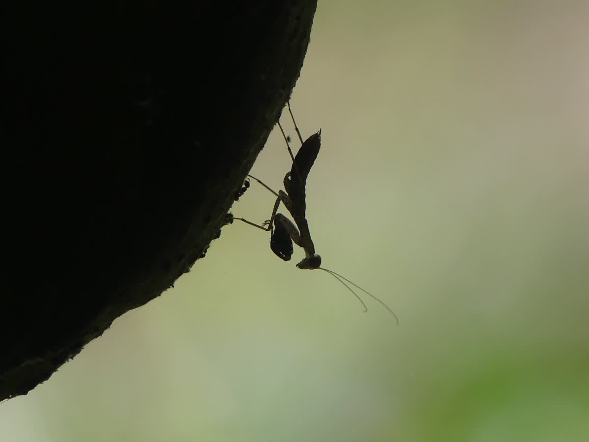 Kudlanka rodu Amantis