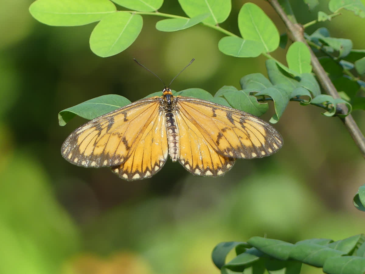 Motýl (rod acraea) z pralesa