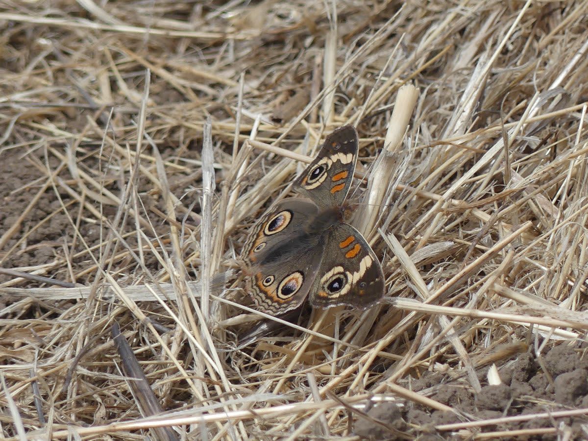 Babočka (Junonia coneia)