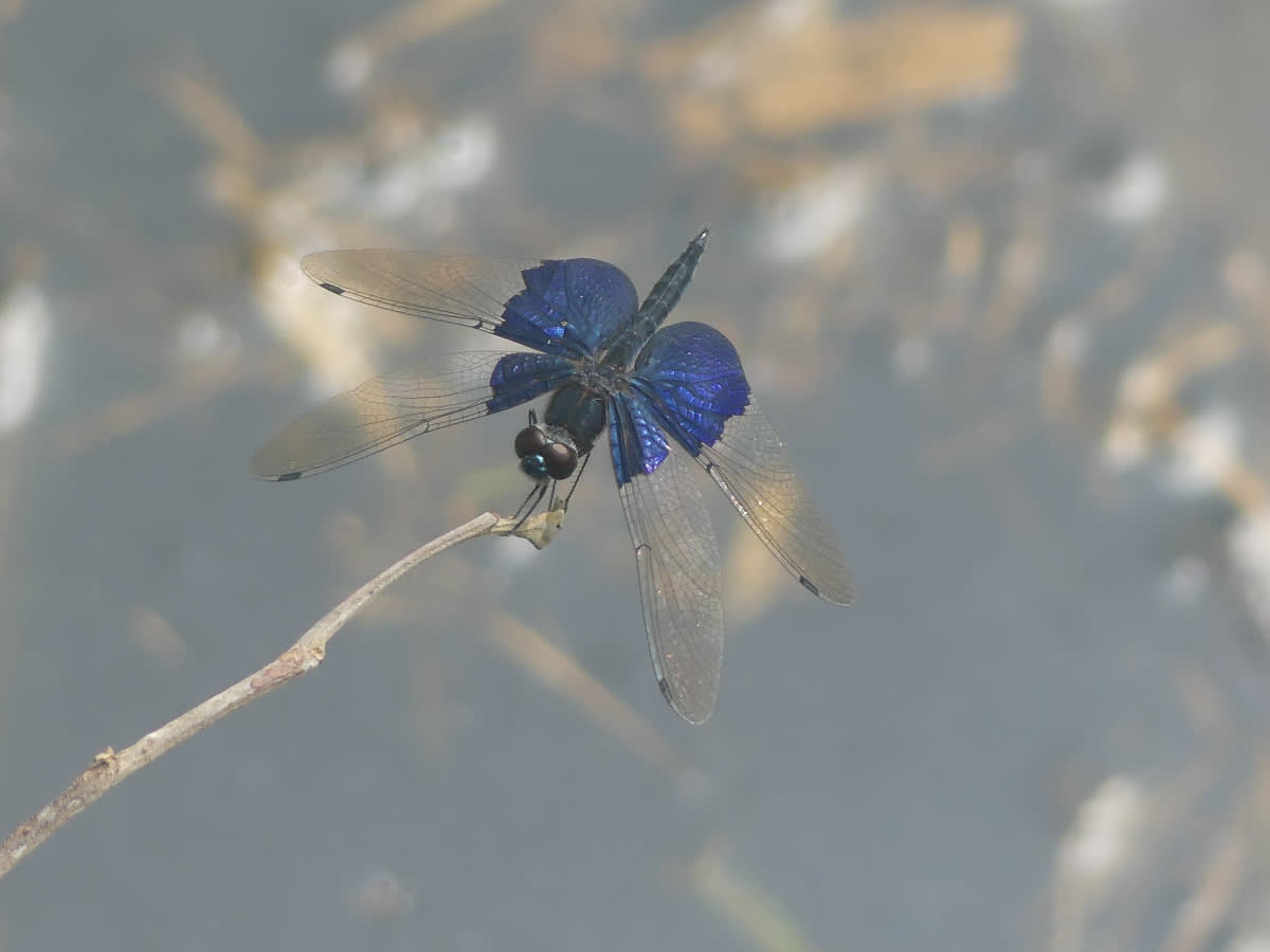 Vážka asi Rhyothemis triangularis
