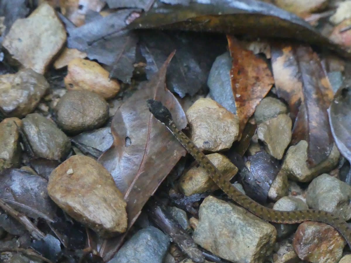 Užovka Rhabdophis chrysargos