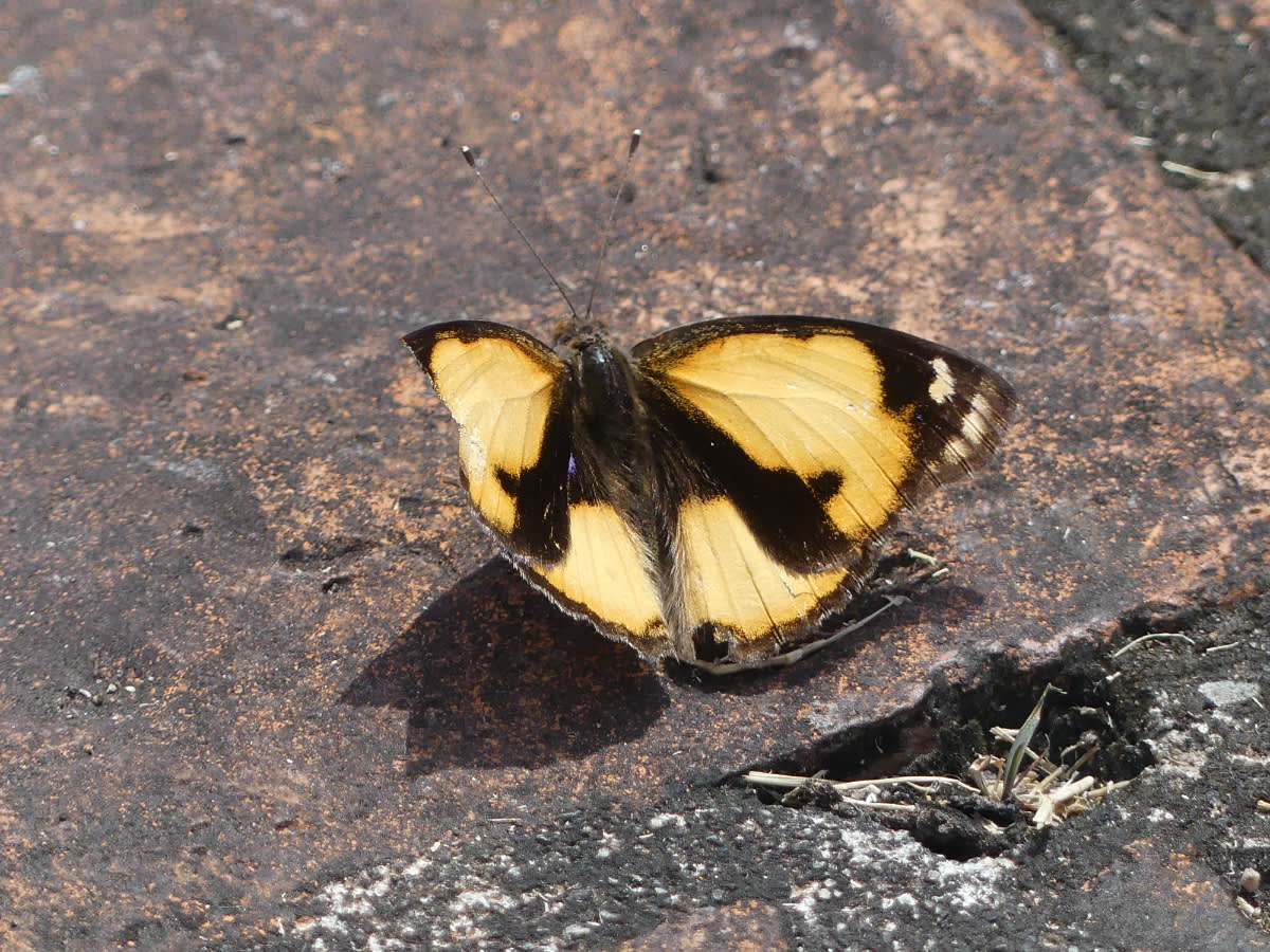 Motýl Junonia hierta