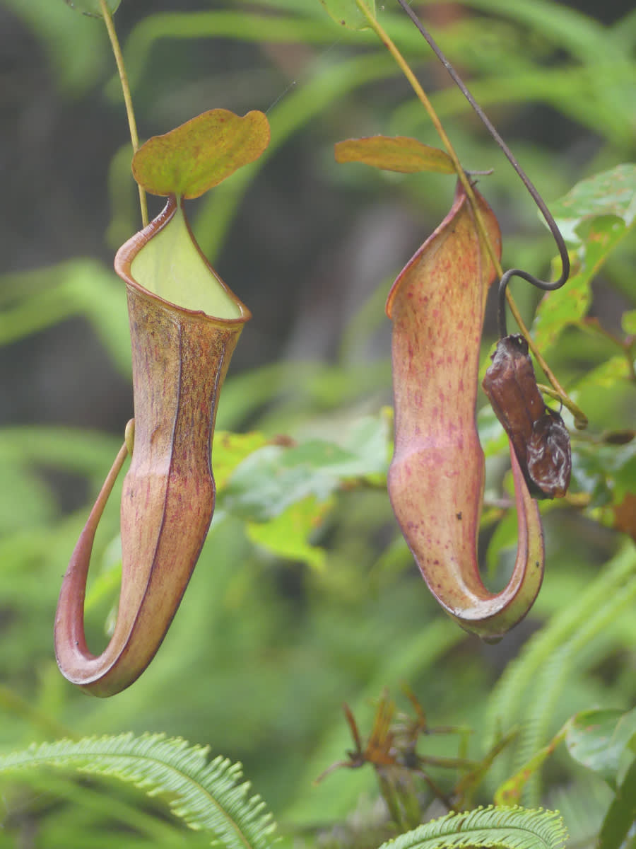 Láčkovka Nepenthes sanguinea