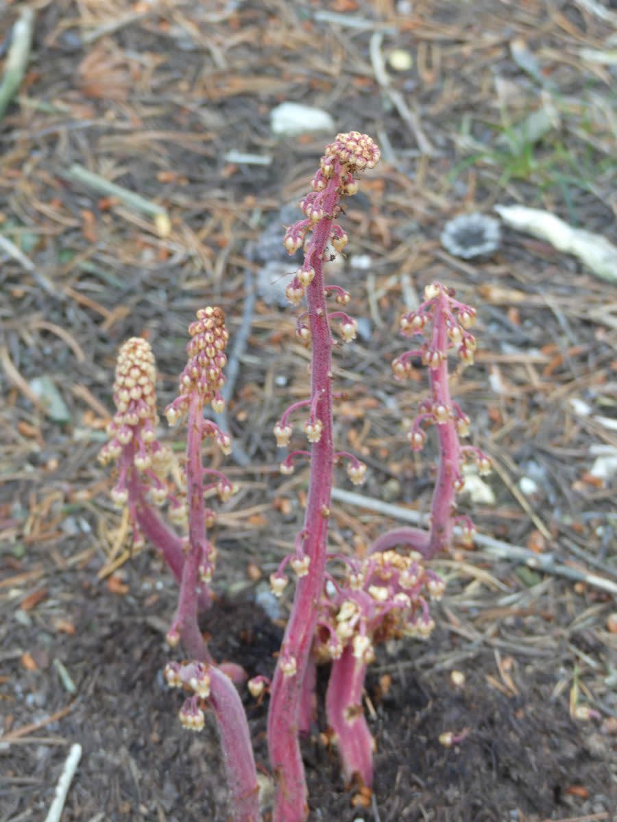 Pterospora andromede